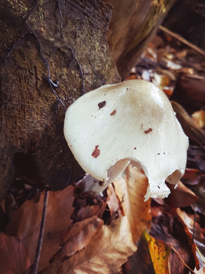 Autumn mushroom