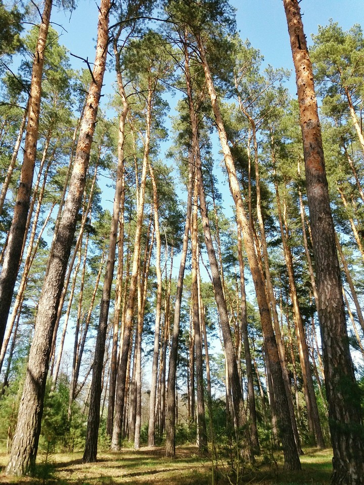 trees