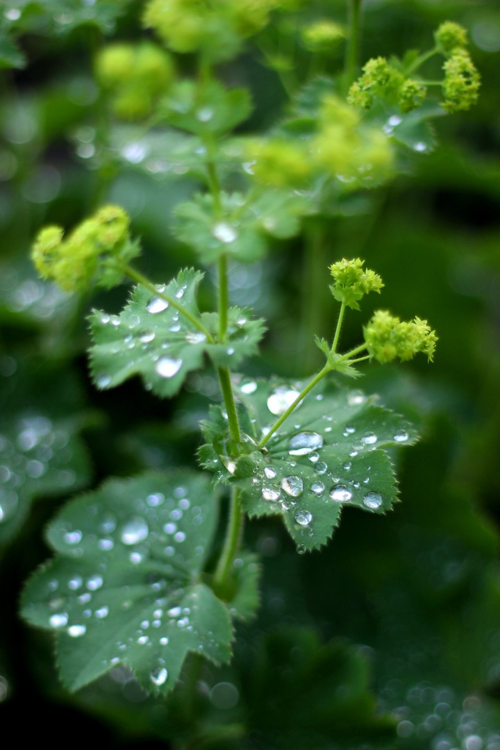 After the rain