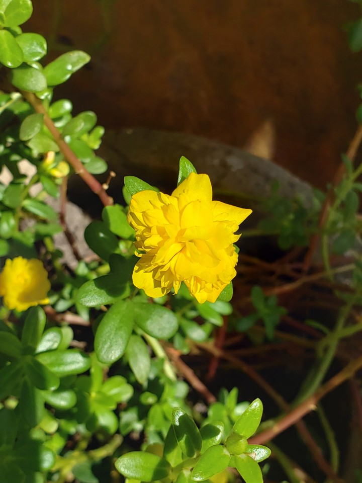 Flores do Jardim