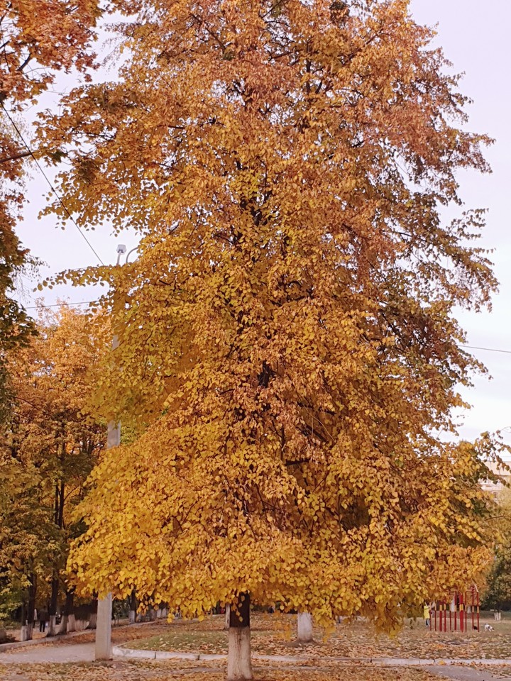 golden tree