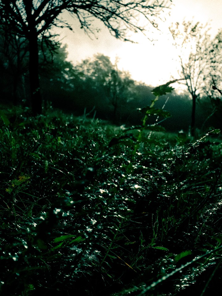 nature