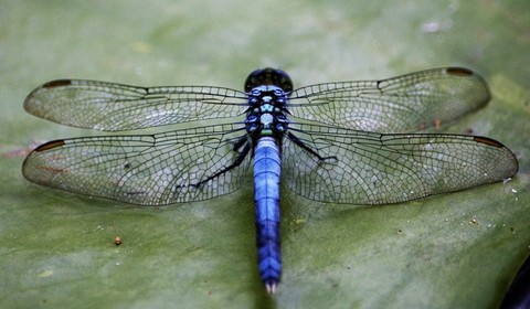 sfondi odonata, Close-up