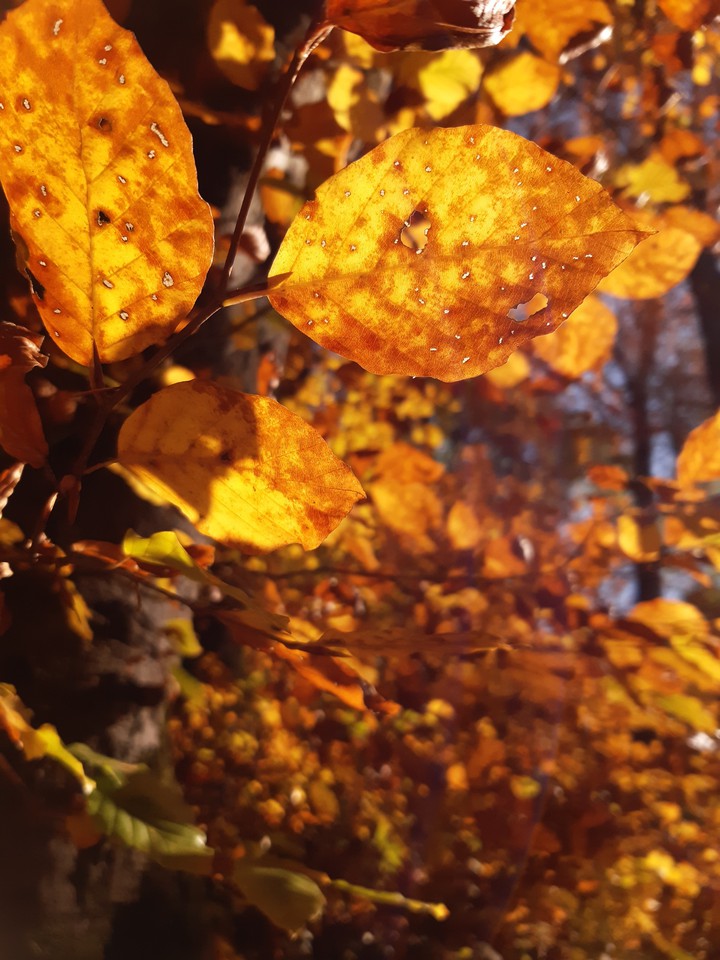 This is Autumn