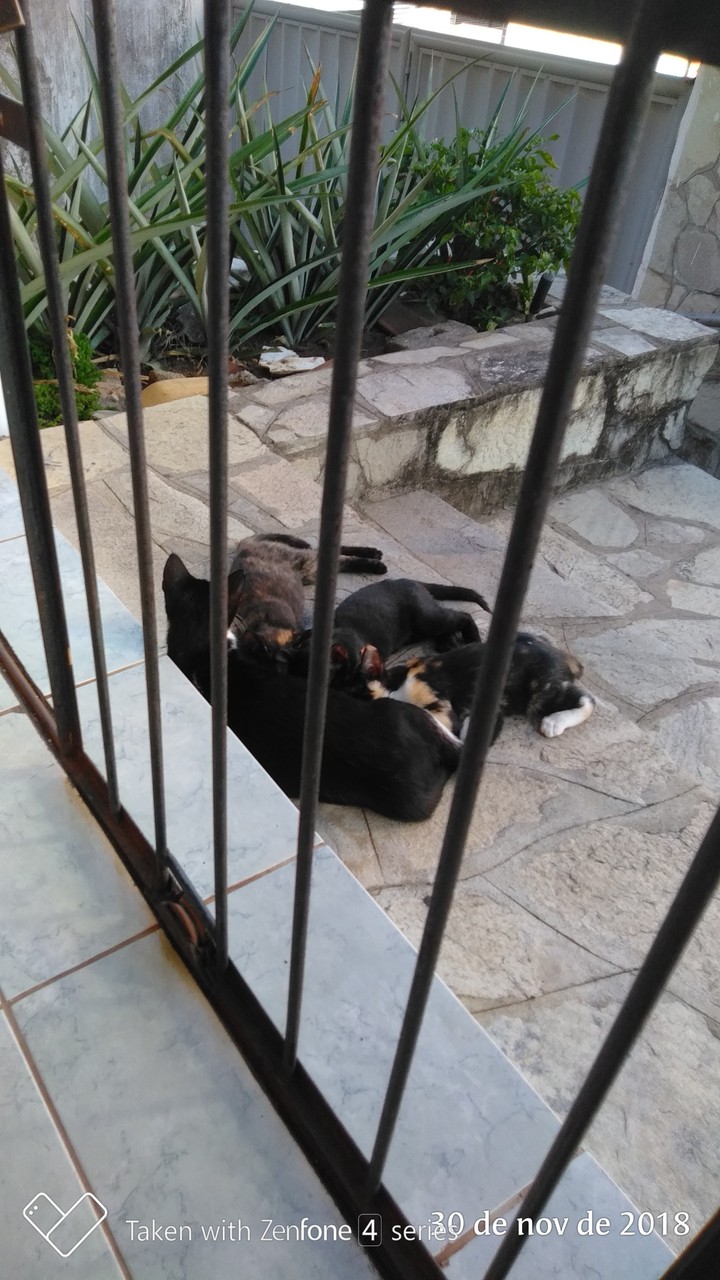 my cats