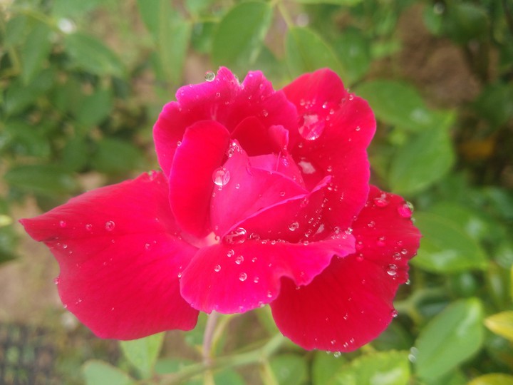 beautiful drops