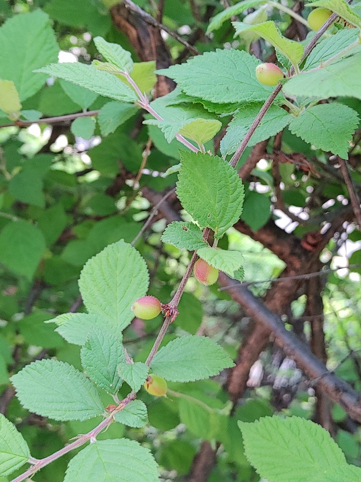 숲
