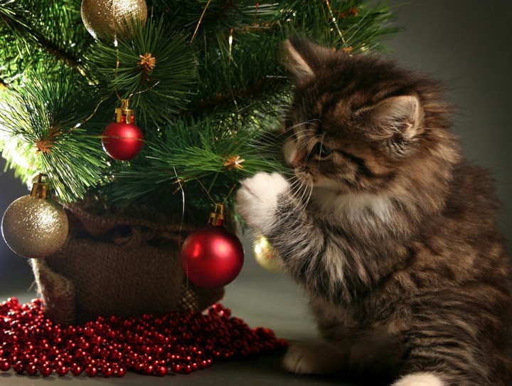Christmas Celebrations