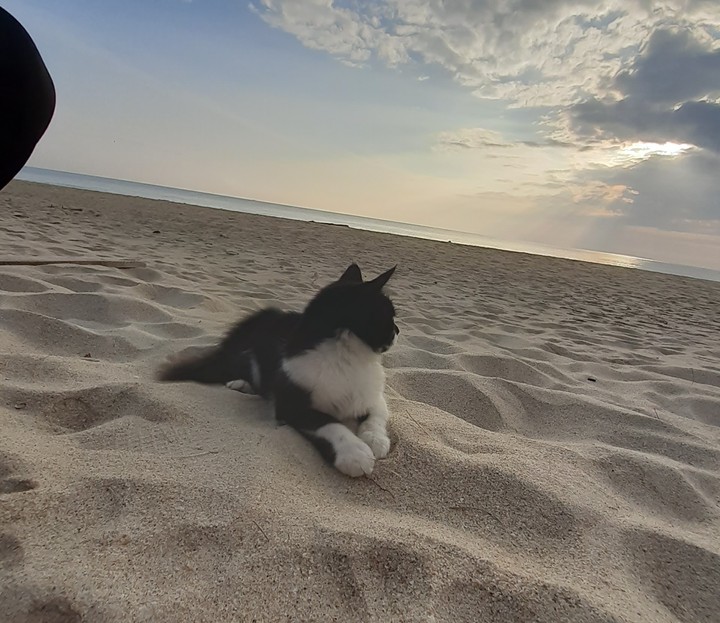 Beach cat