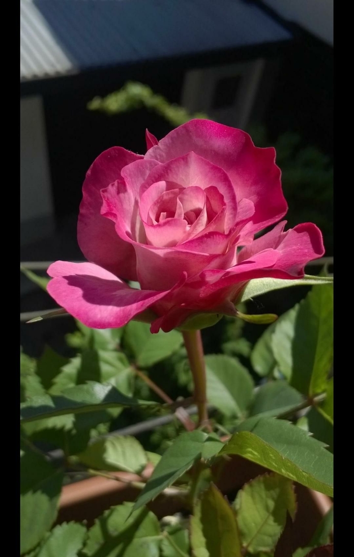 my rose,