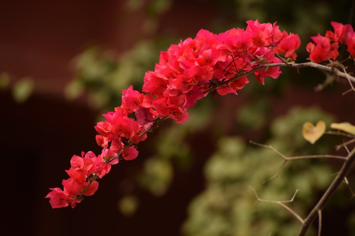 bougainvillea.....