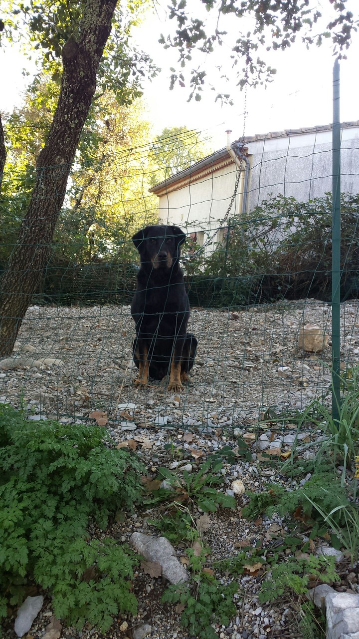 Le chien de ouf☺
