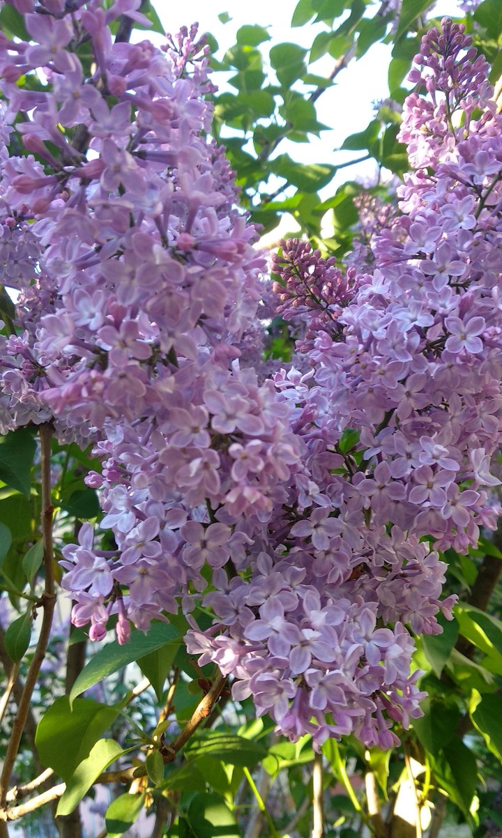 spring