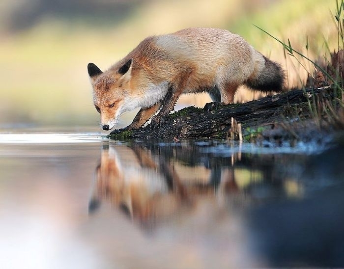 Reflejo
