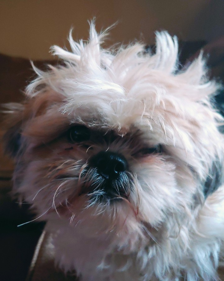 grooming day