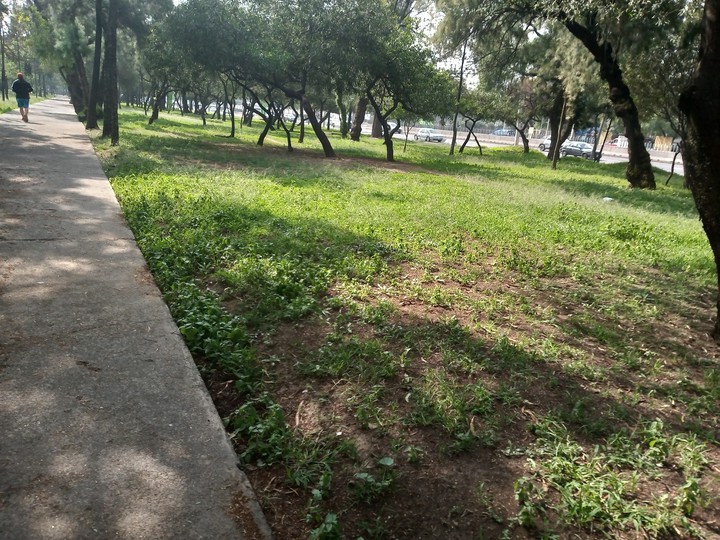 caminando por el bosque en la mañana, saludos ??