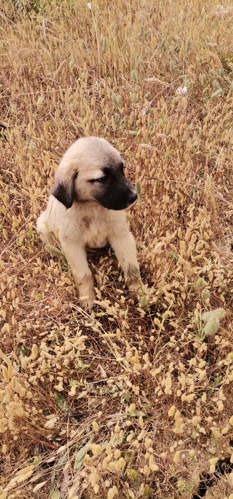 grass, Carnivore Hintergrundbilder