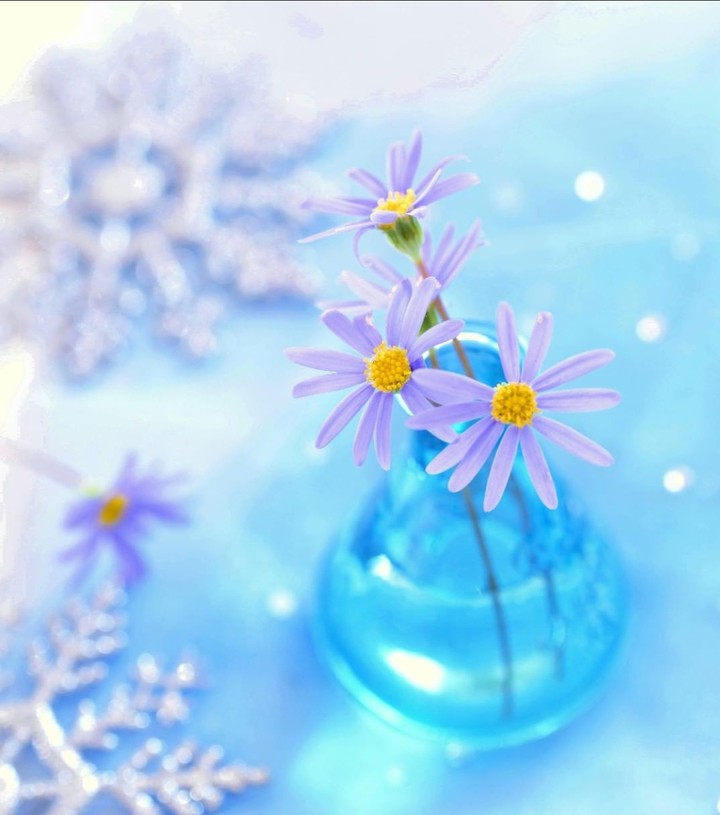 soft beauty