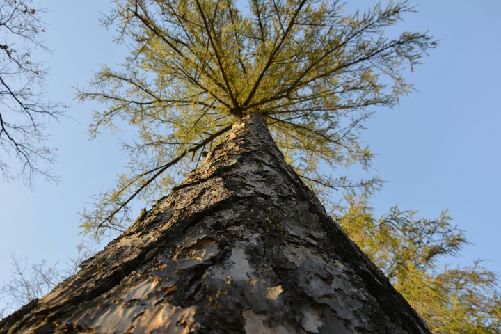 Baumavielästra