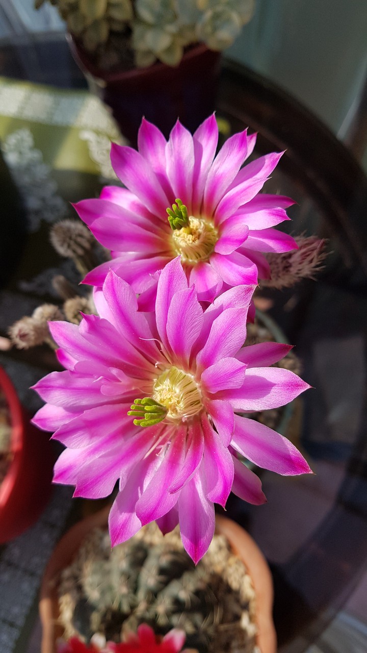 cactus