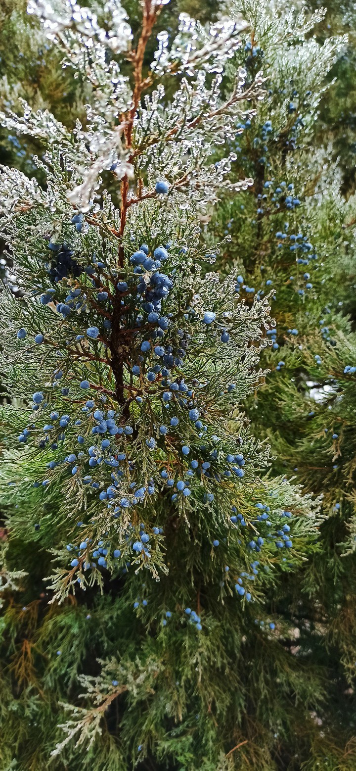 Conifers