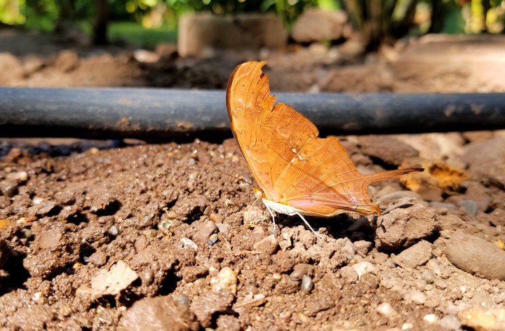 MARIPOSA NARANJA TOMANDO AGUA, SAN LORENZO, GRO