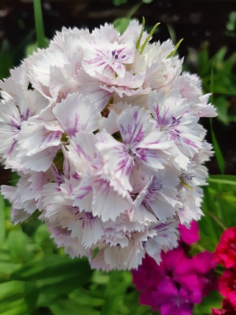 carnation