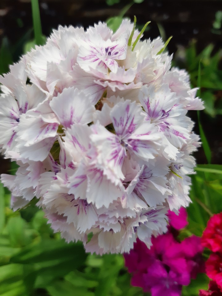 carnation