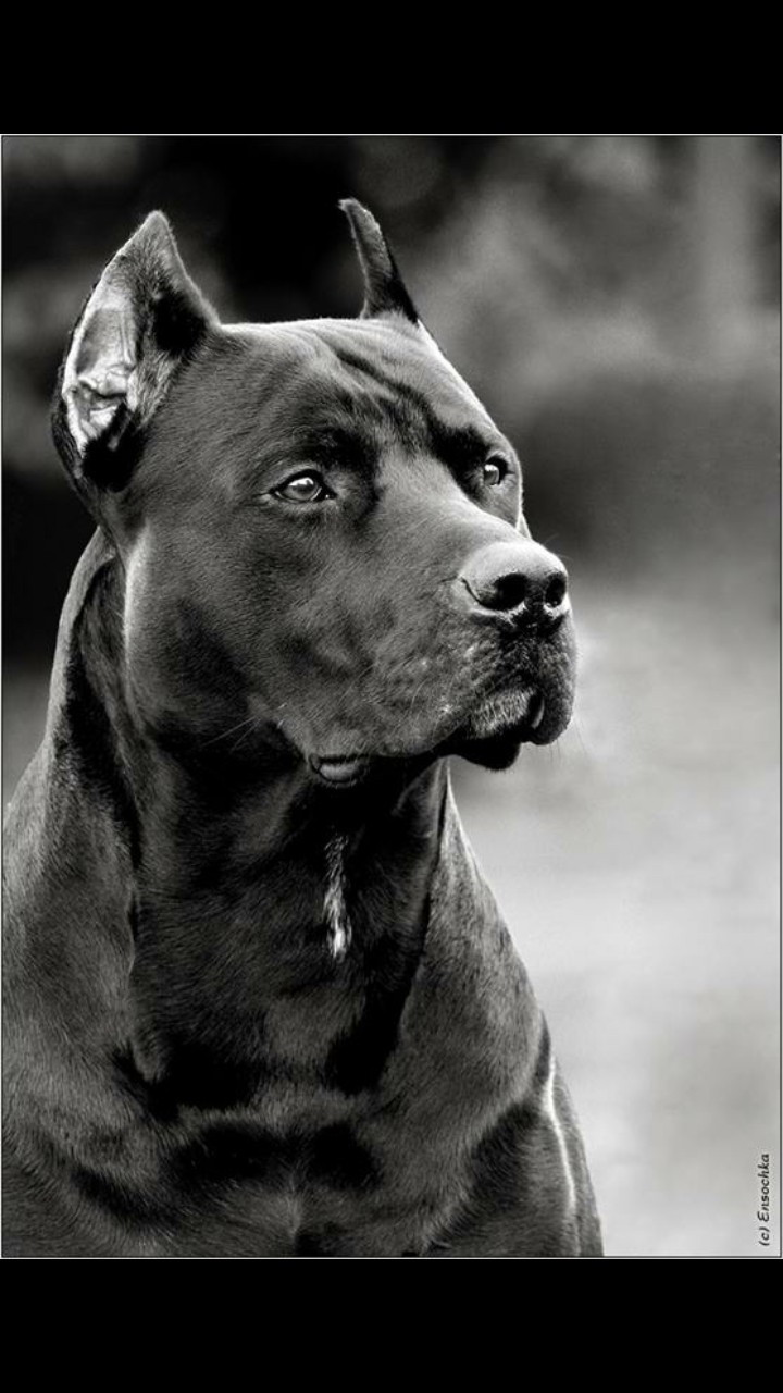 pittbul