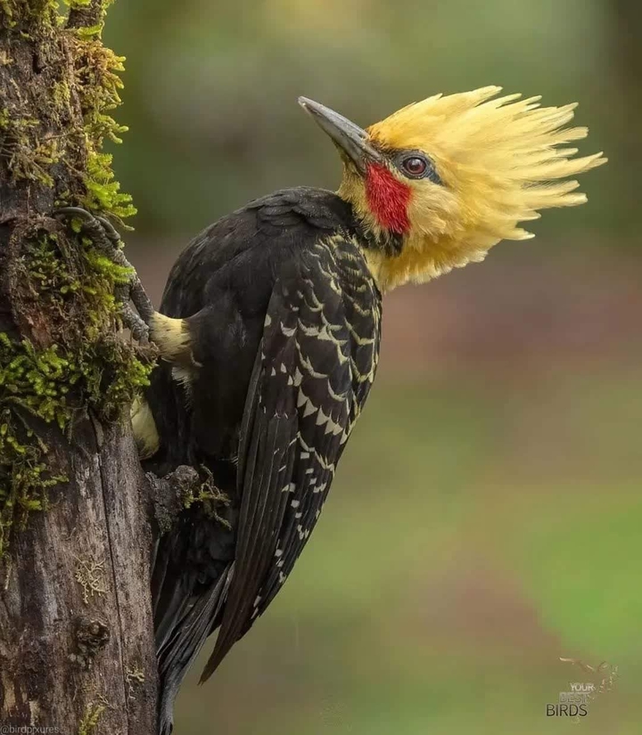 bird