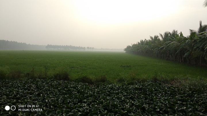 field