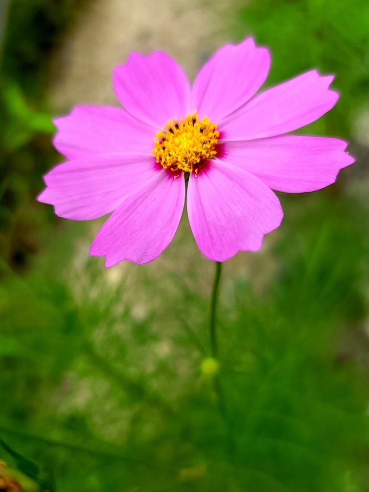 ⚘