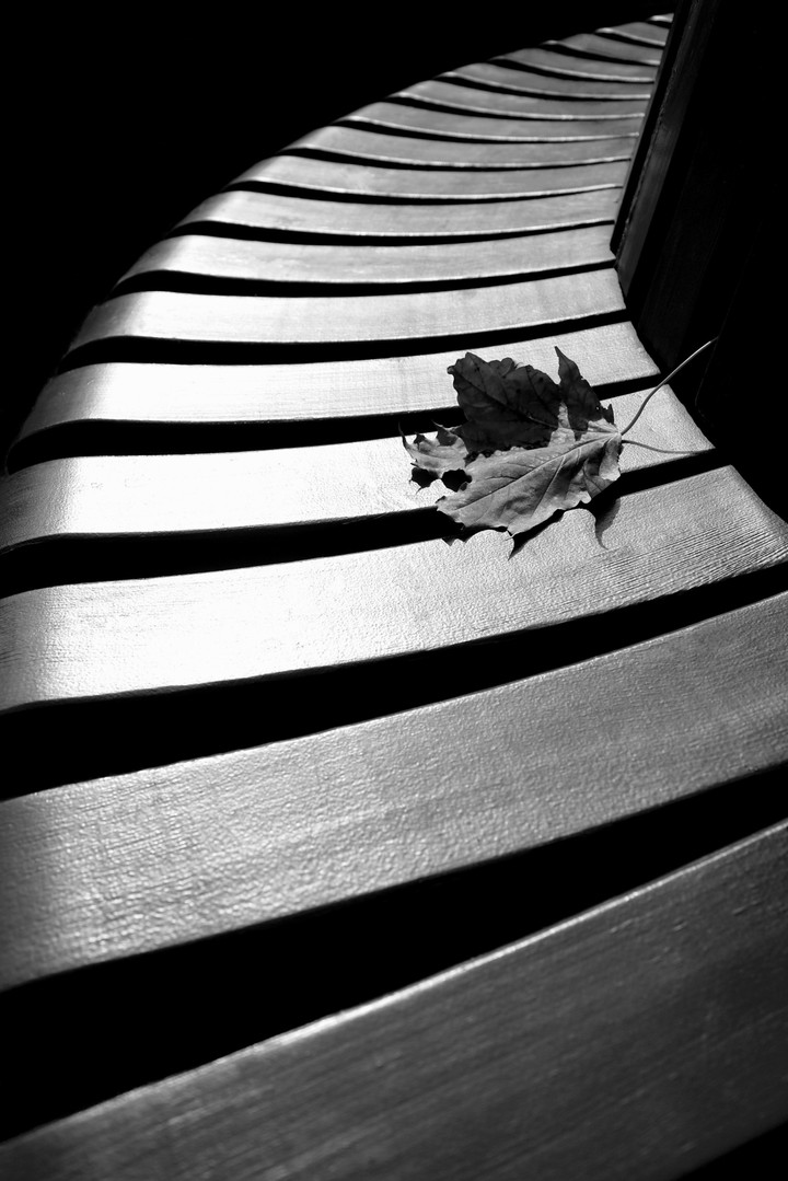 the leaf