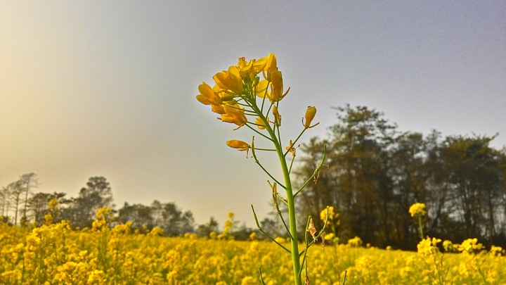 Mustard Flower