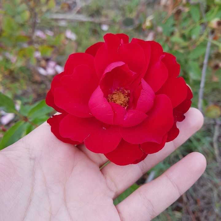 rose