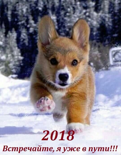 רקעים carnivoran, dog
