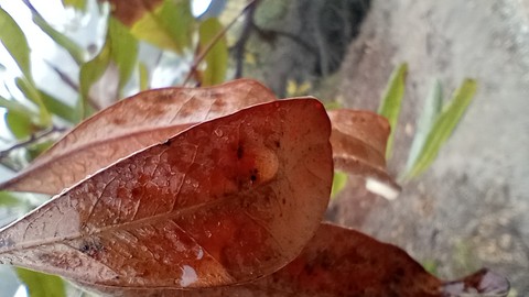 hình nền san, deciduous