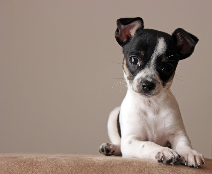 dog