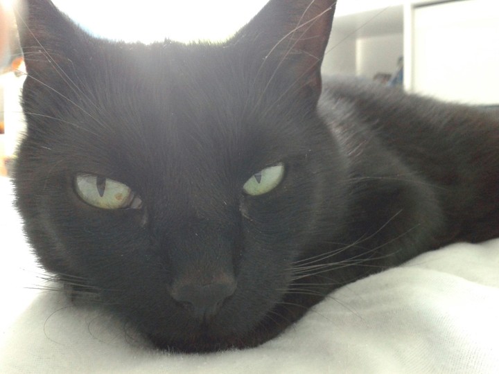 katze