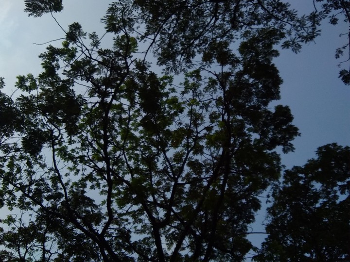 tree