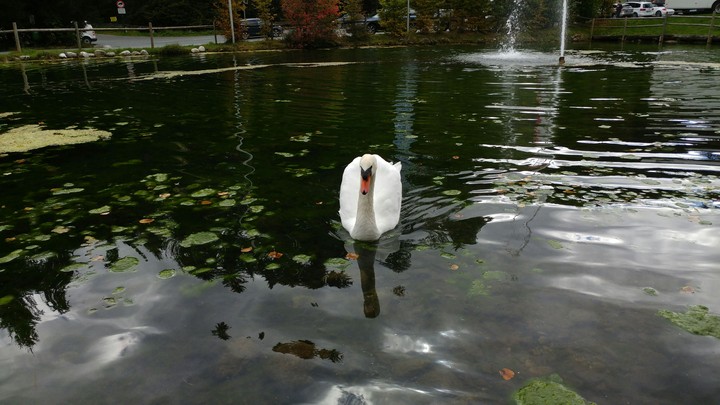 The SwanLake