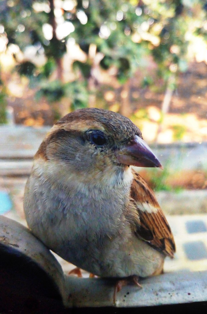 beautiful bird