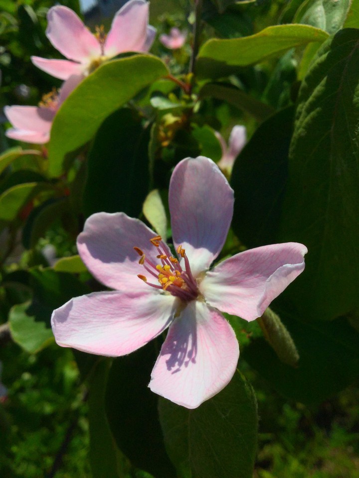 pink