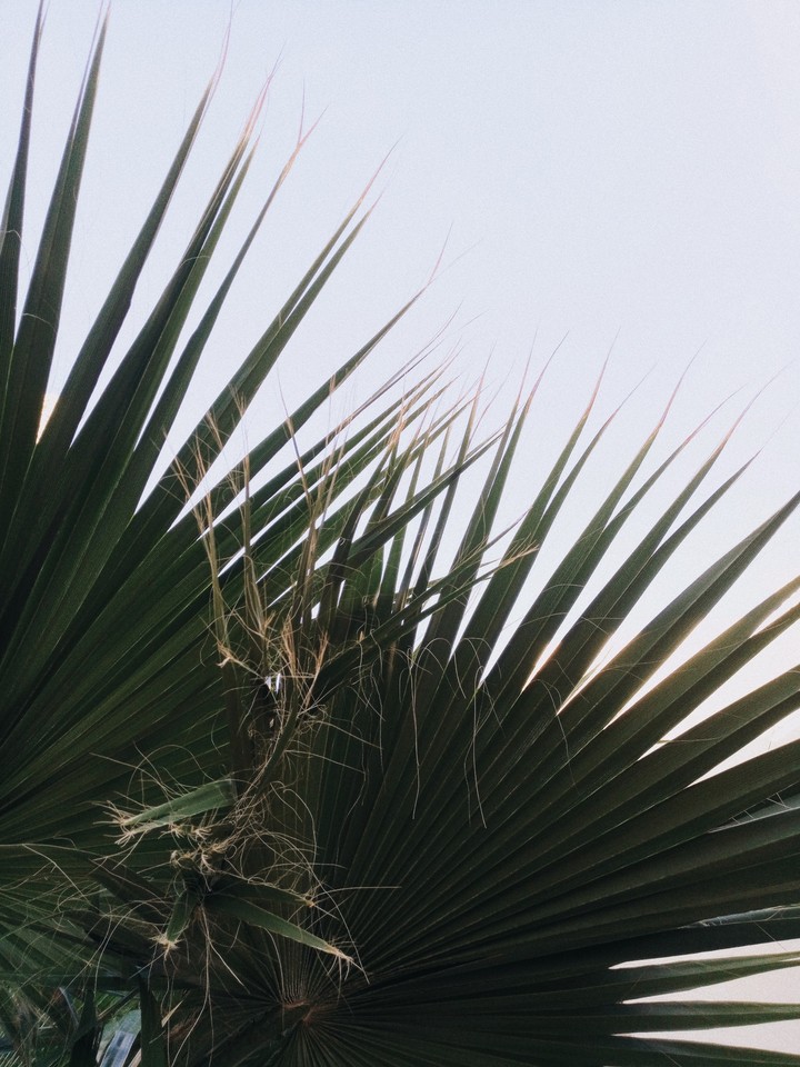 Palm
