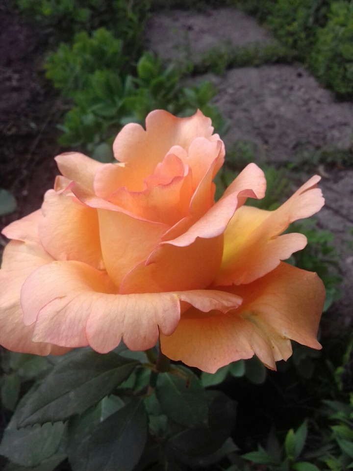 rose