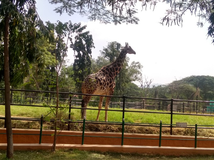 my.click