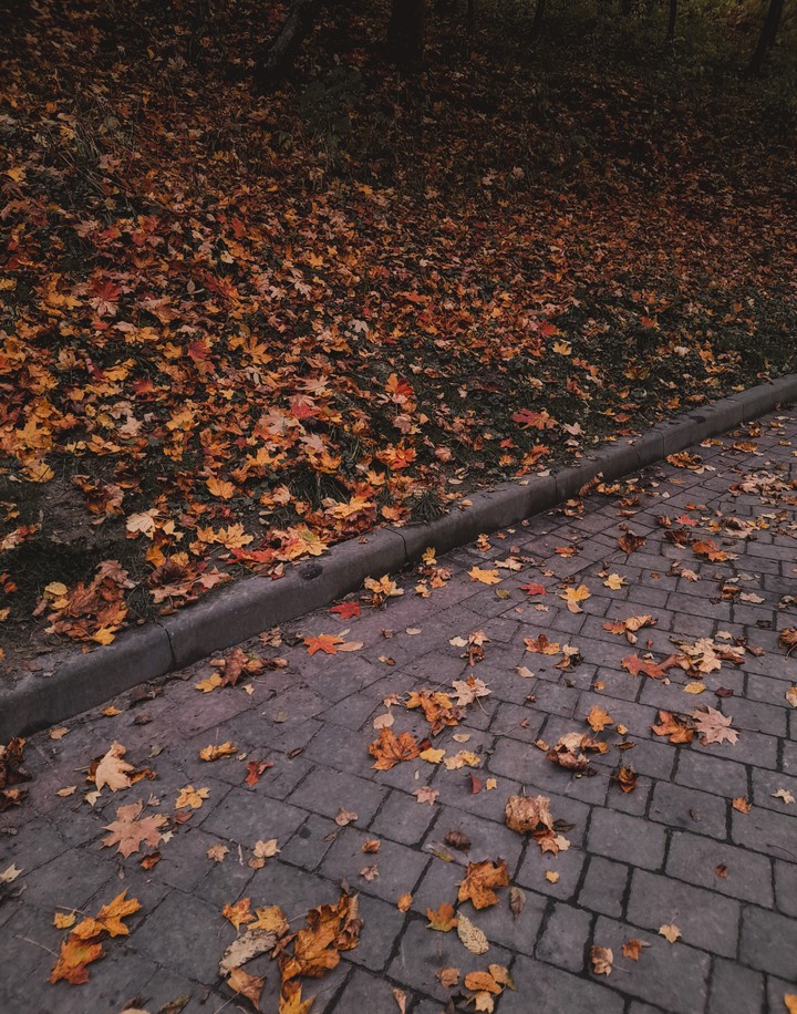autumn leaf