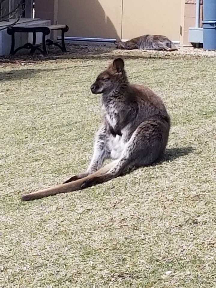 A wallaby