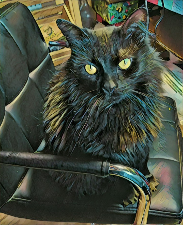 Cat