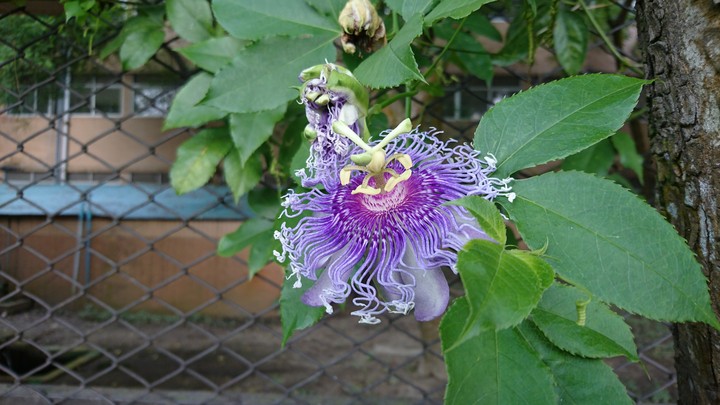 Purple Beauty